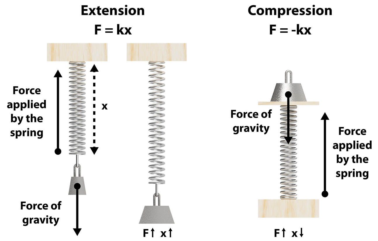 Hooke's Law - It's No Stretch! - Kidizen Science